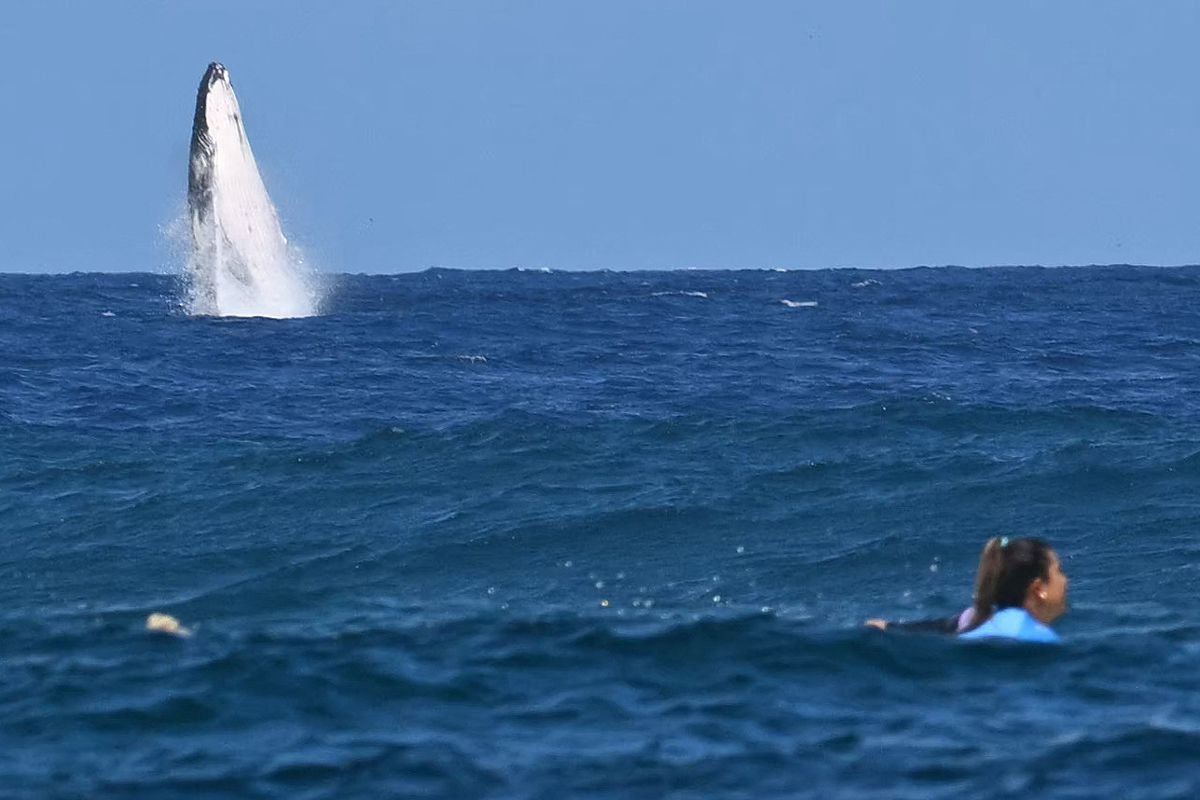 Surf + whales