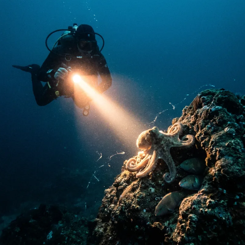 Night Dive Los Arcos