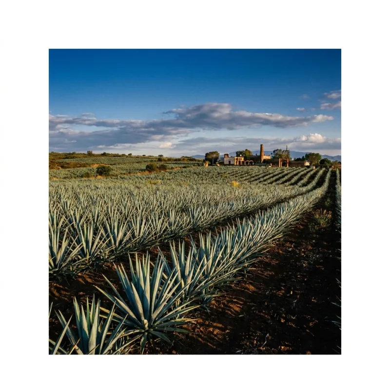 Tequila Country Tour