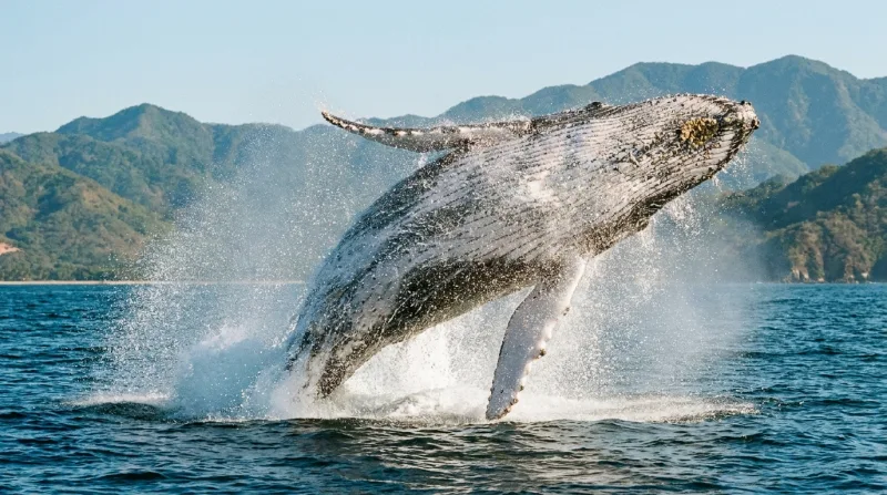 Humpback whale breaching